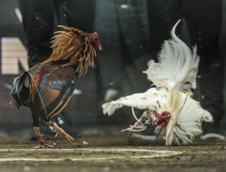 Da Ga Cua Dao My – Loi Choi Toc Chien Danh Cho Cuoc Thu