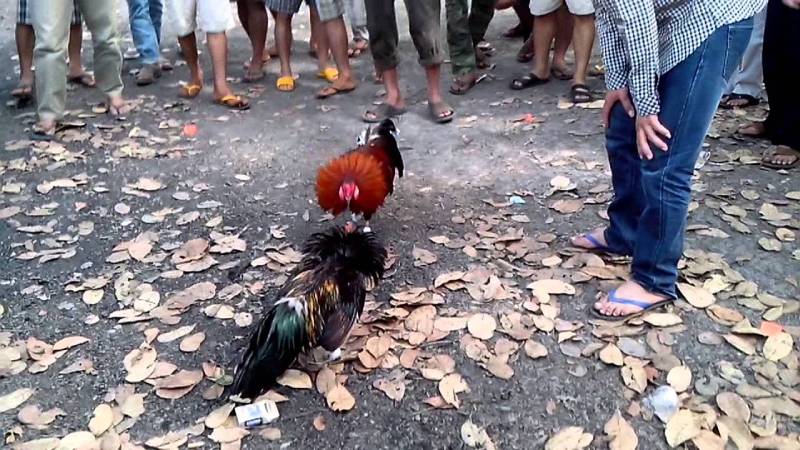 Luật chơi đá gà miền Tây có gì khác?