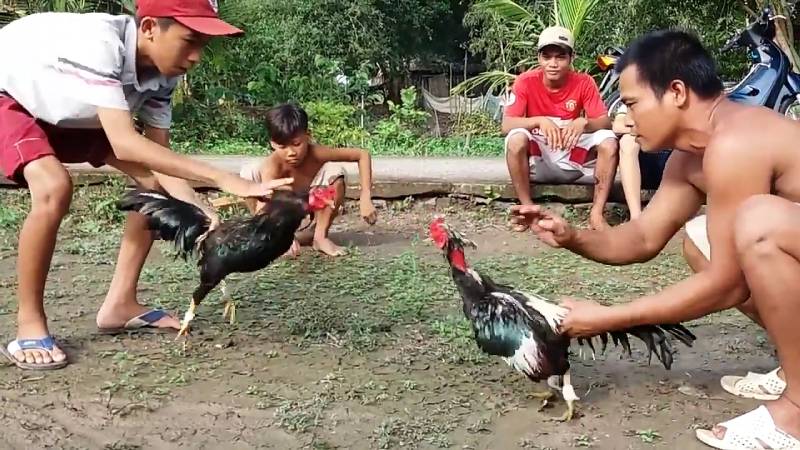 Tương lai của đá gà miền Tây