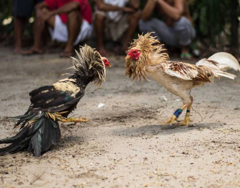 Vì sao nên xem ngày trước khi đá gà?