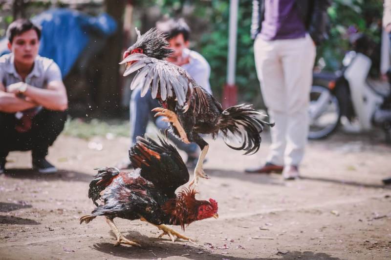 Xem ngày đá gà là gì?